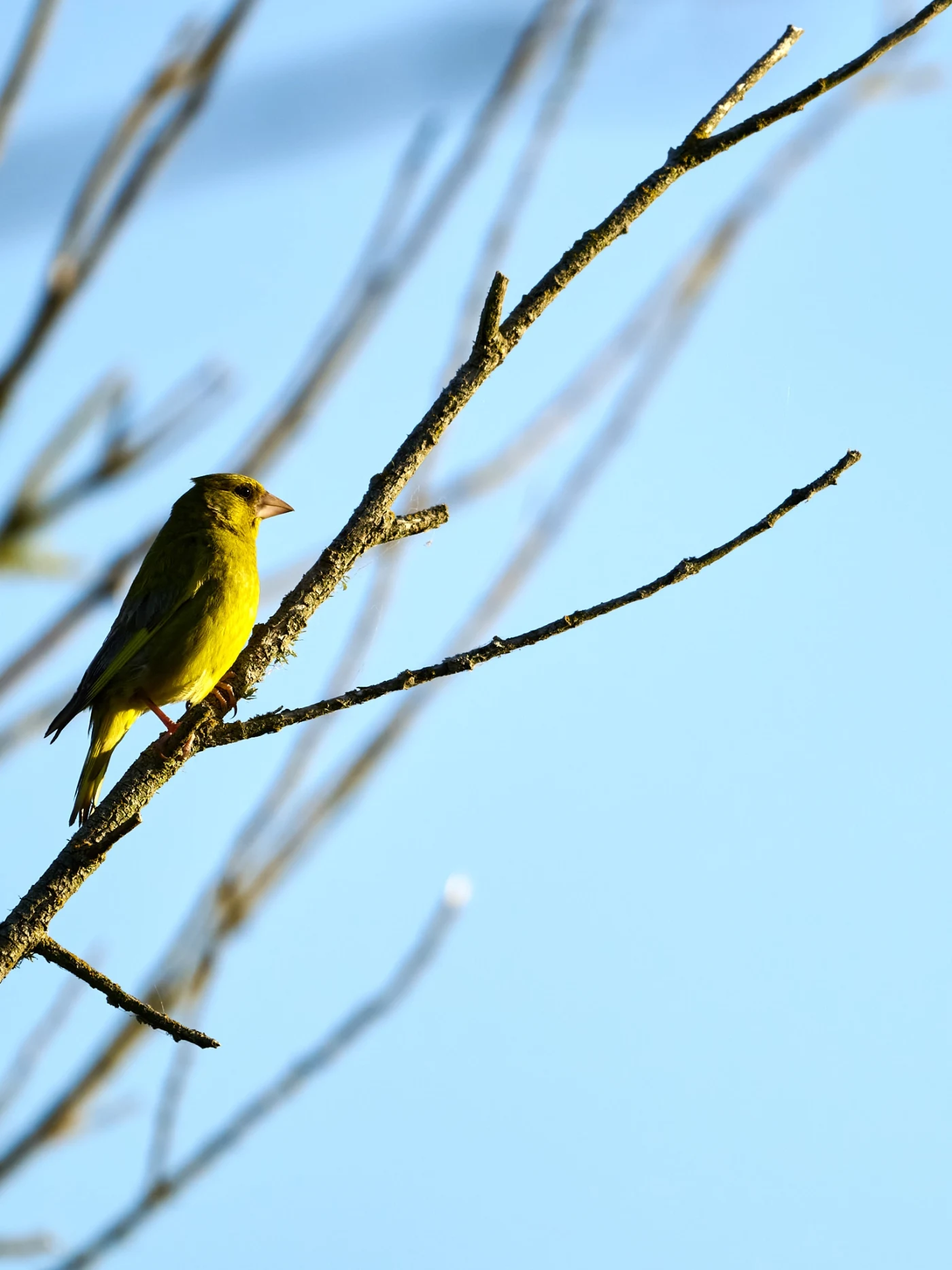 Wildlife