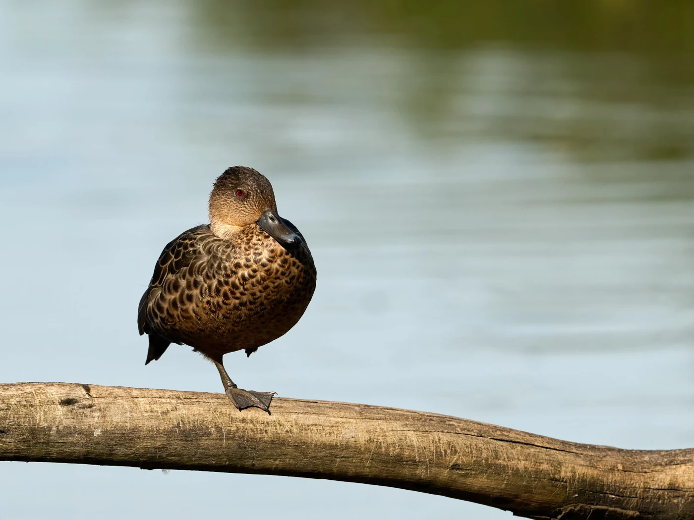 Wildlife