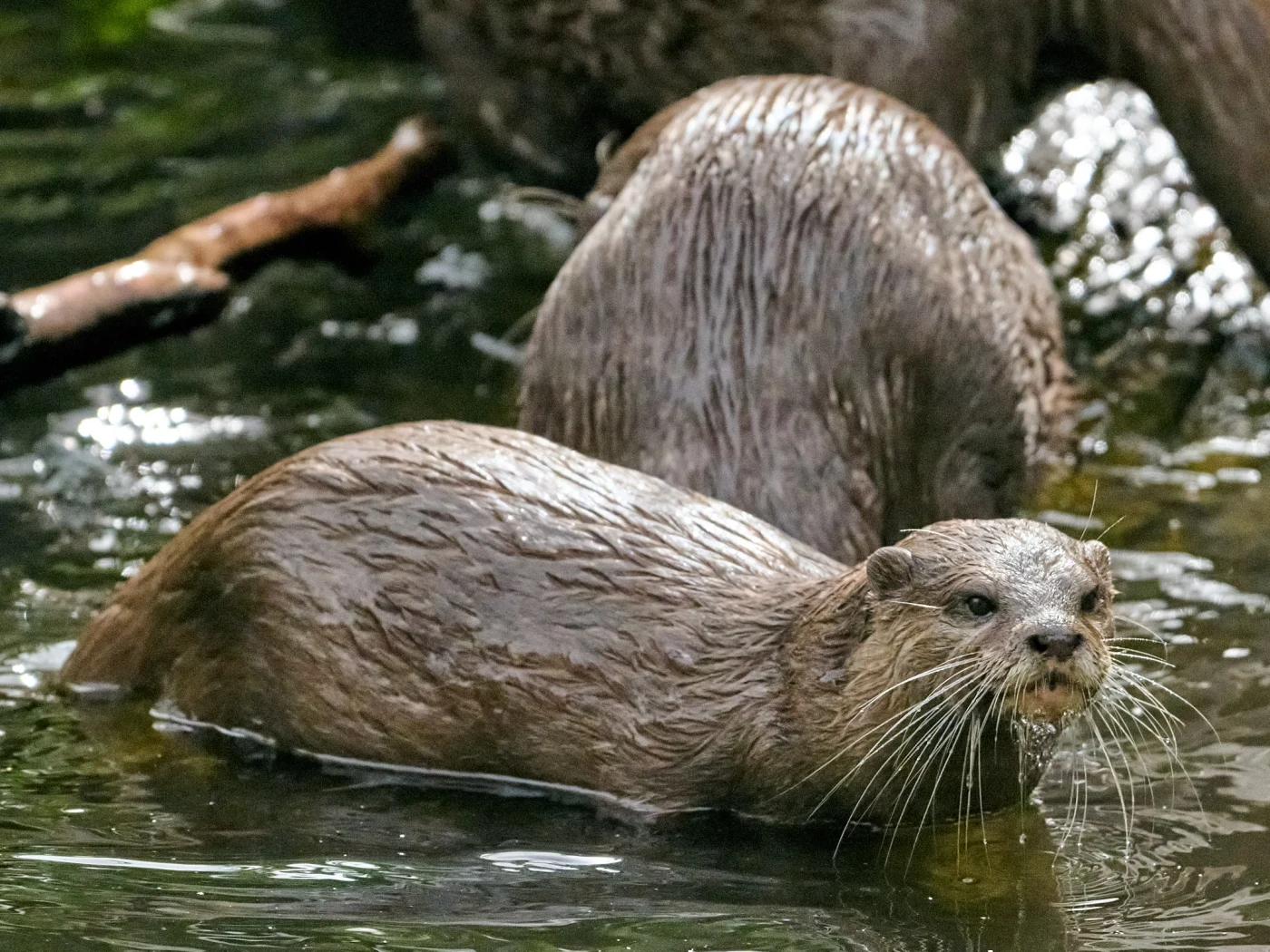 Wildlife