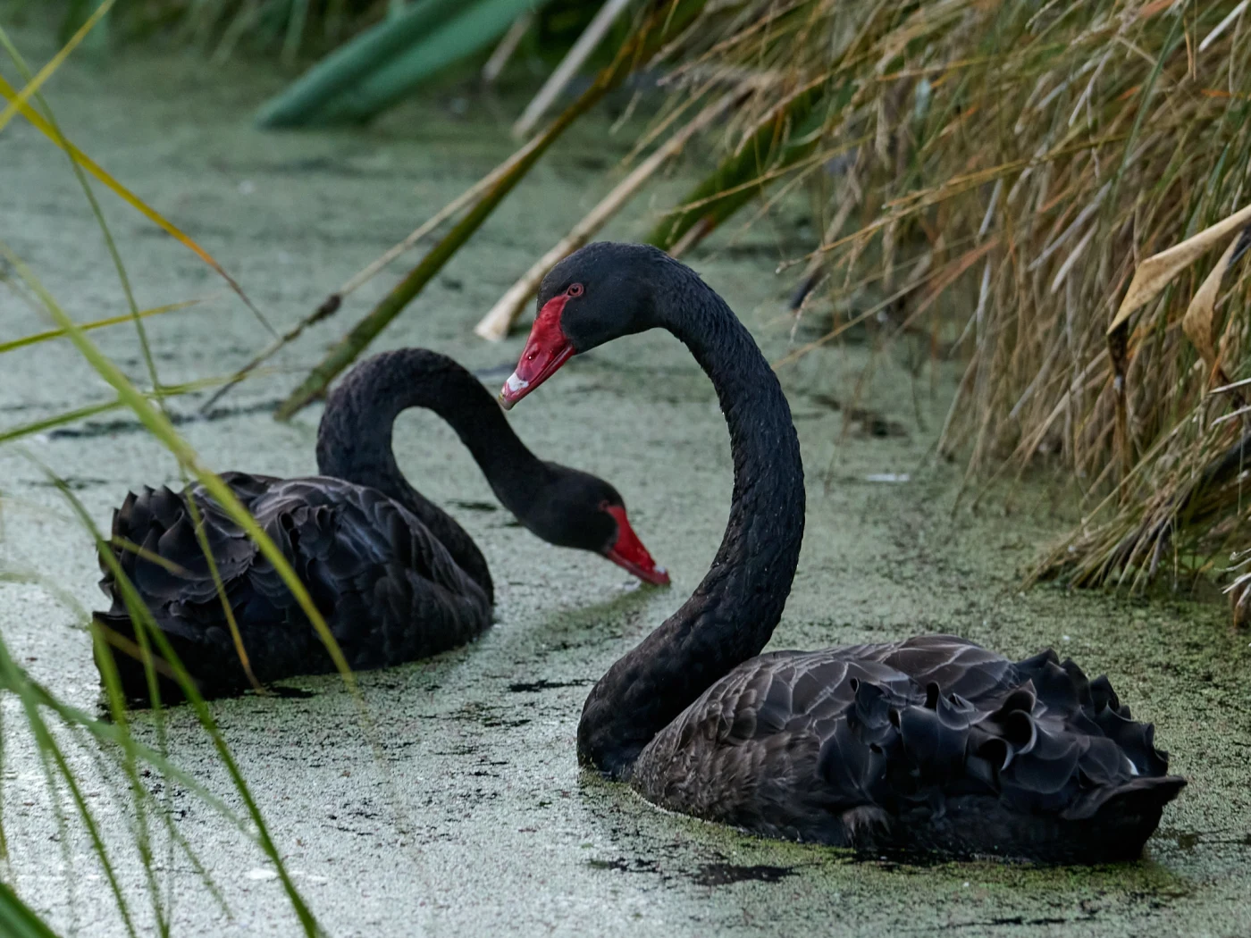 Wildlife