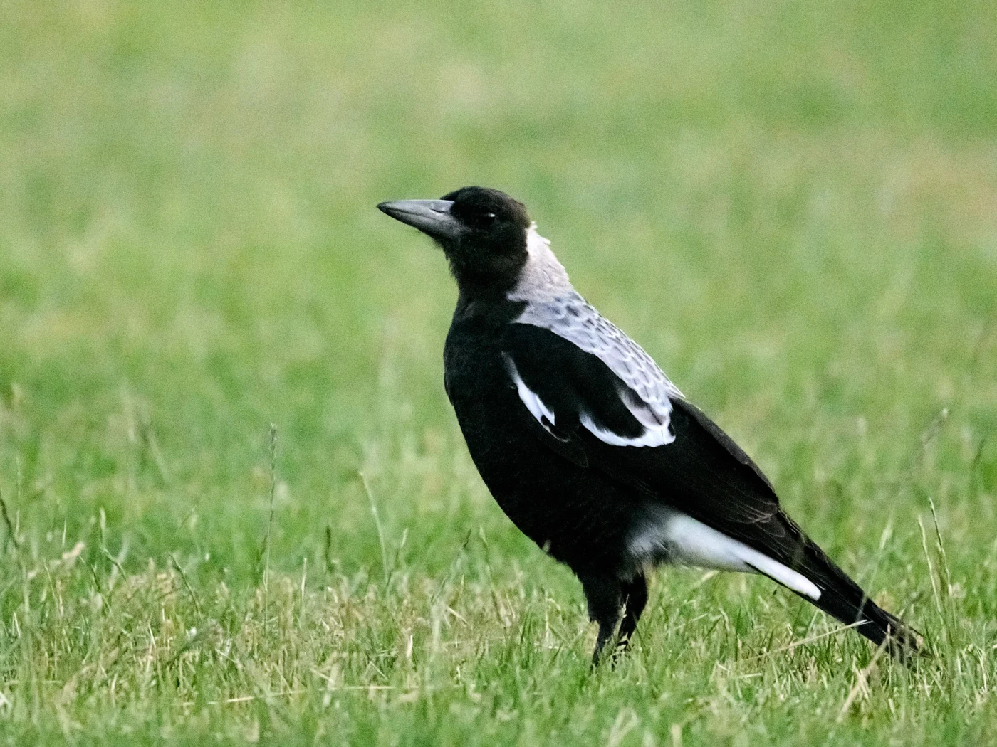 Wildlife