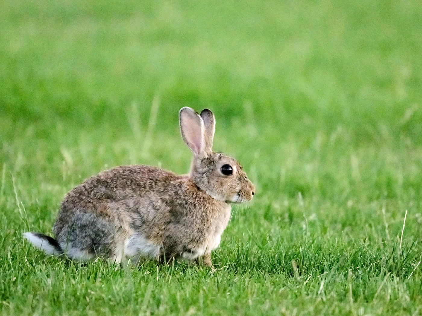 Wildlife