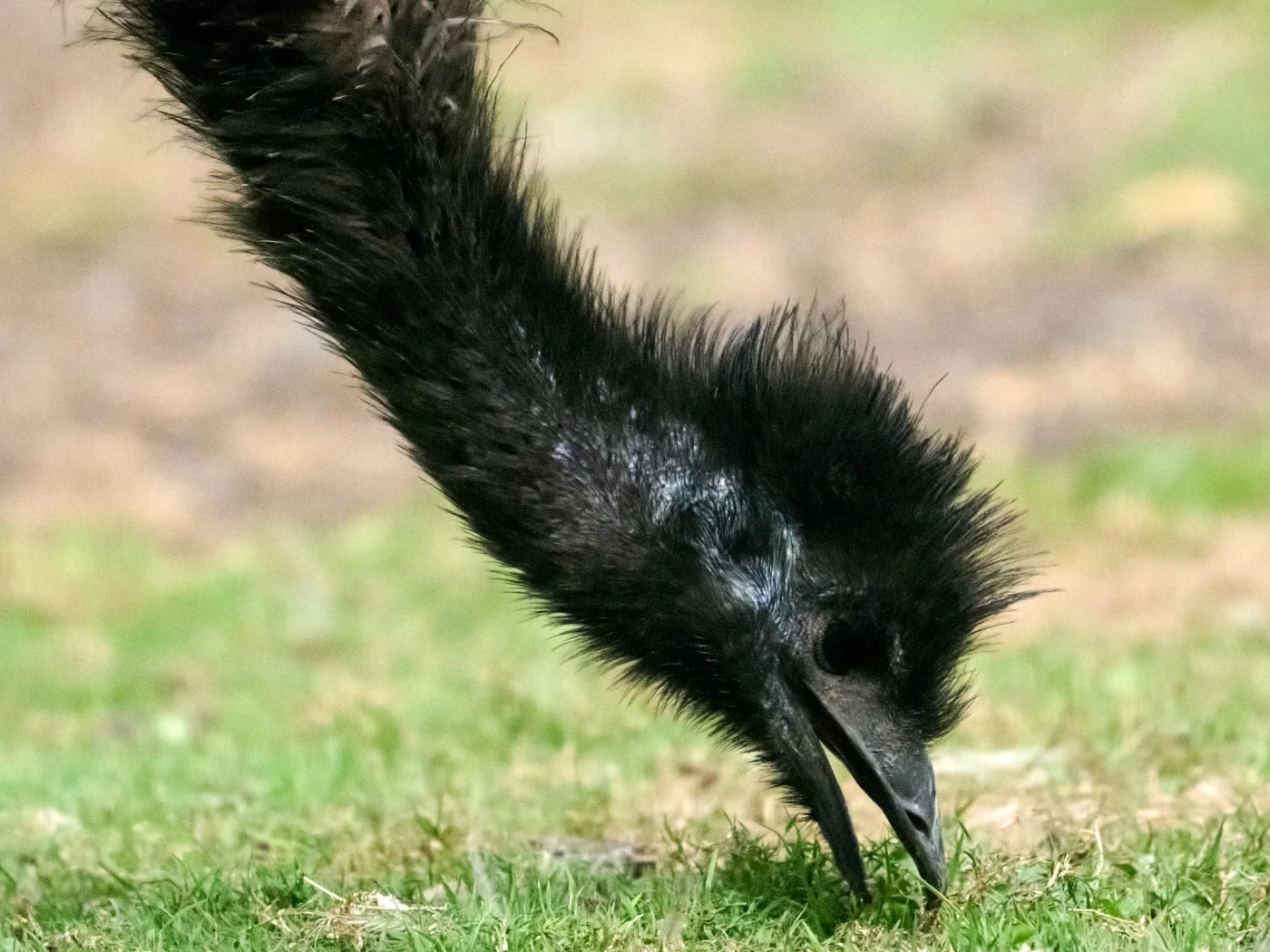Wildlife